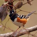 Spotted_Towhee