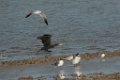 Caspian & Forster's Tern and Laughing Gull 2016-03-05_1
