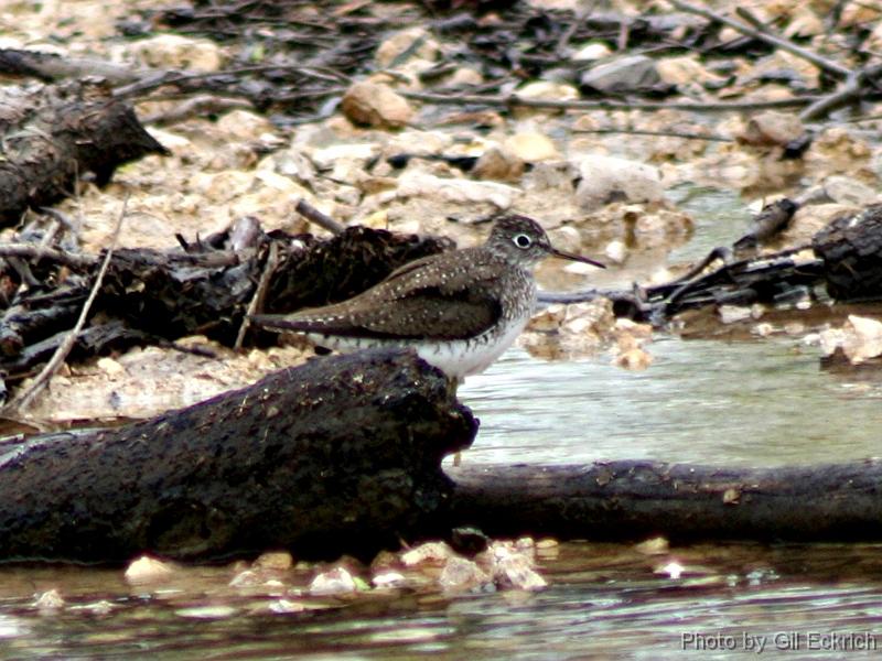 Solitary_Sandpiper041407 