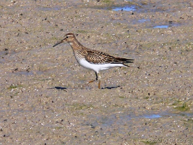 PectoralSandpiper 