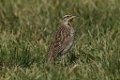 Meadowlark