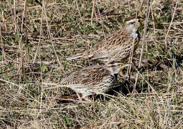 Meadowlarks_0774.JPG