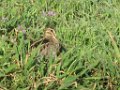 IMG_1926 Snipe, Wilson's