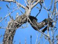 IMG_2017 Woodpecker, Golden-fronted (female)