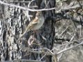 IMG_2068 Sparrow, Field