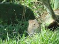 IMG_2091 Cotton Rat