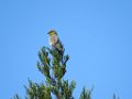 IMG_2120 Verdin