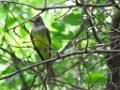 Great Crested Flycatcher by Richard Mumm