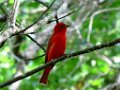 Summer Tanager by Richard Mumm